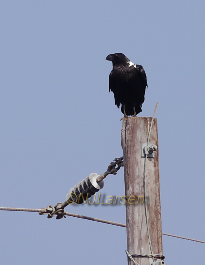 White-necked Raven