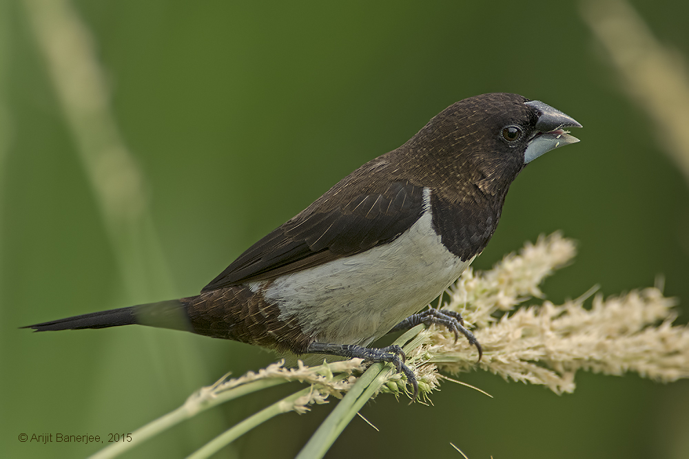 White-rumped Munia