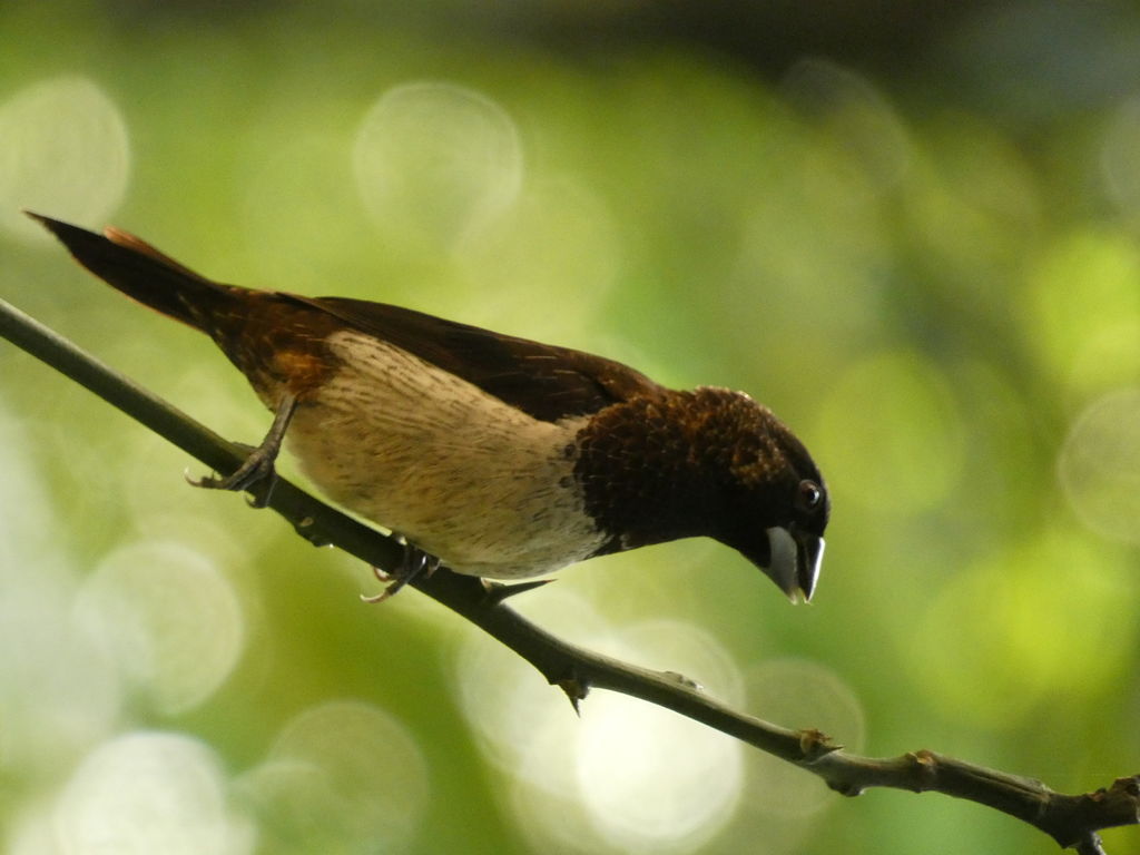 White-rumped Munia