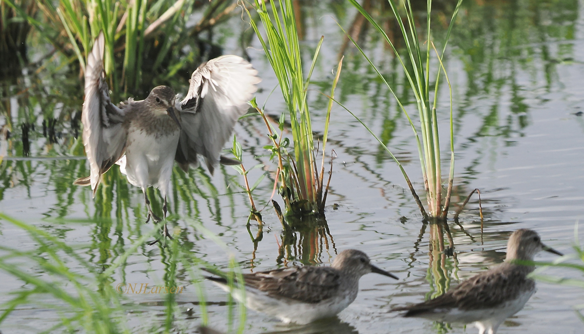 White-rumped Sandpiper landing
