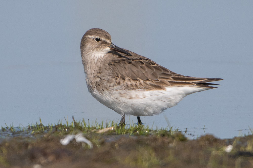 white-rumped sandpiper