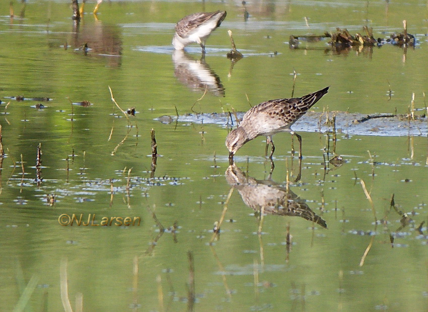 White-rumped Sandpiper