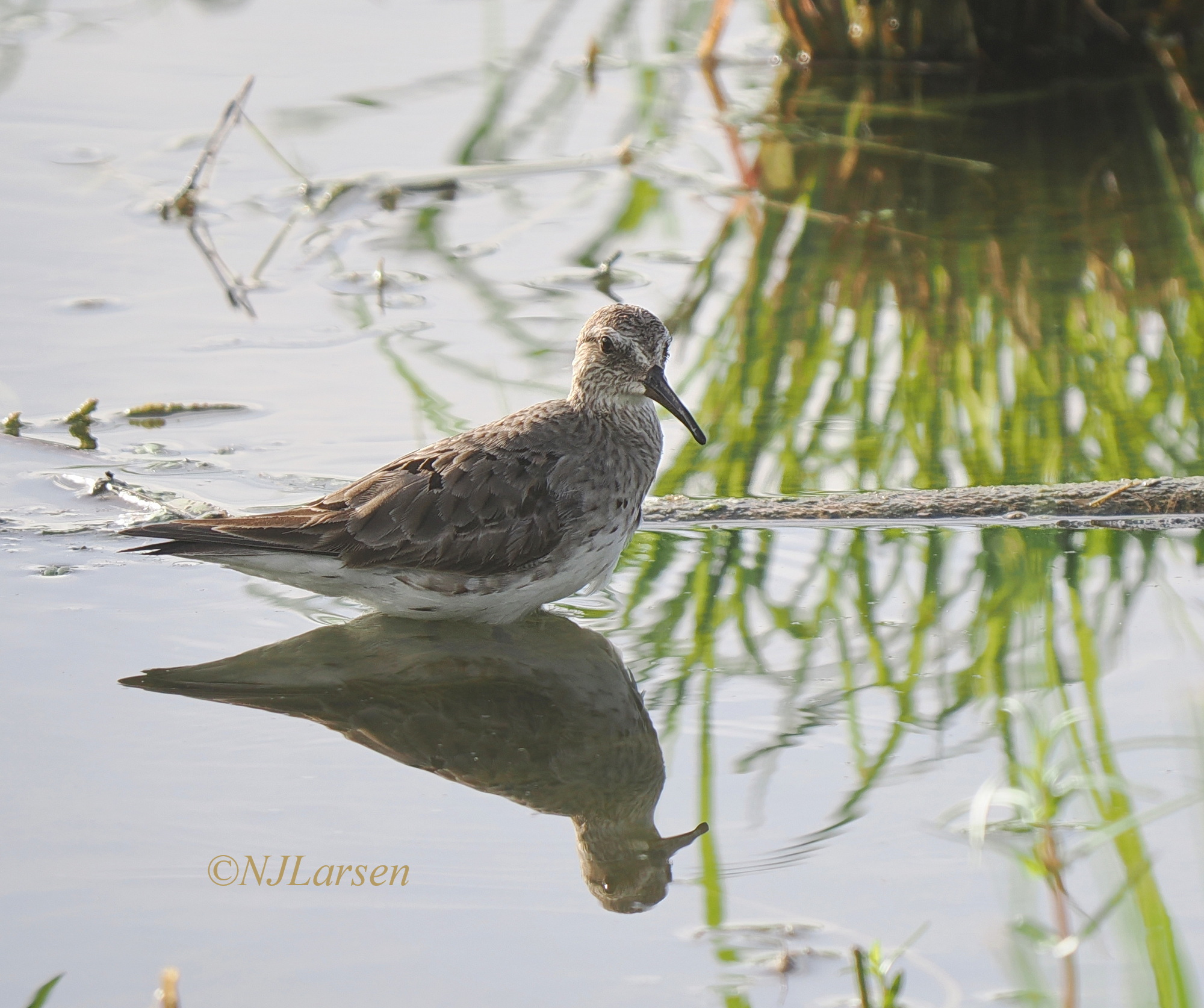 White-rumped Sandpiper