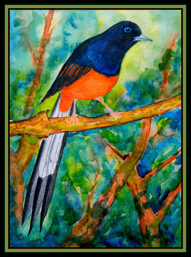 White-rumped Shama - Kauai, 9x12, watercolor, feb 2, 2018.