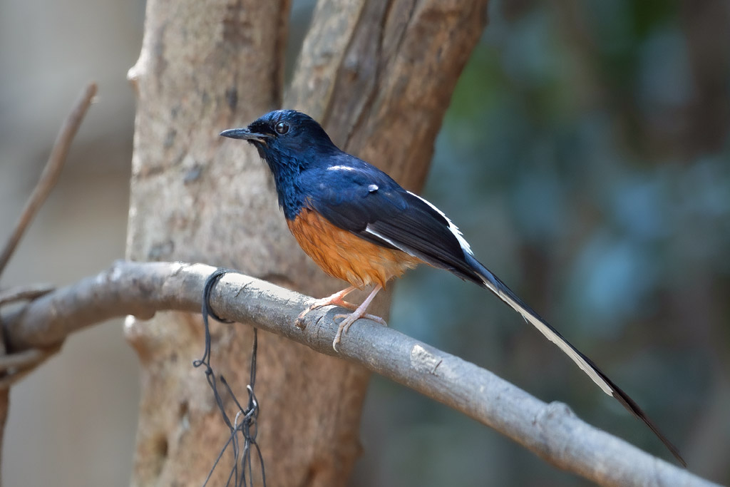 White-rumped Shama (m)
