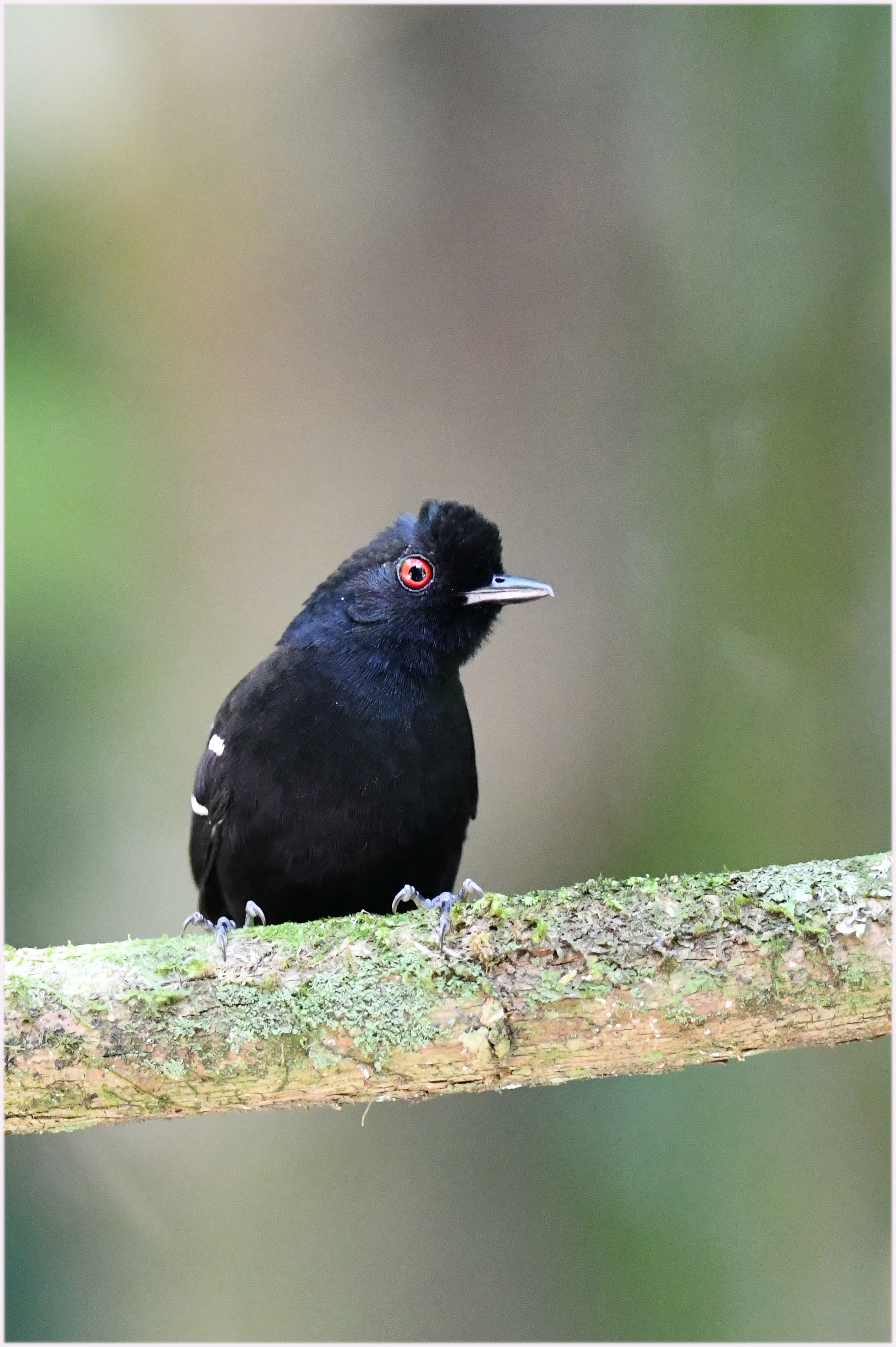 White-shouldered Fire-eye