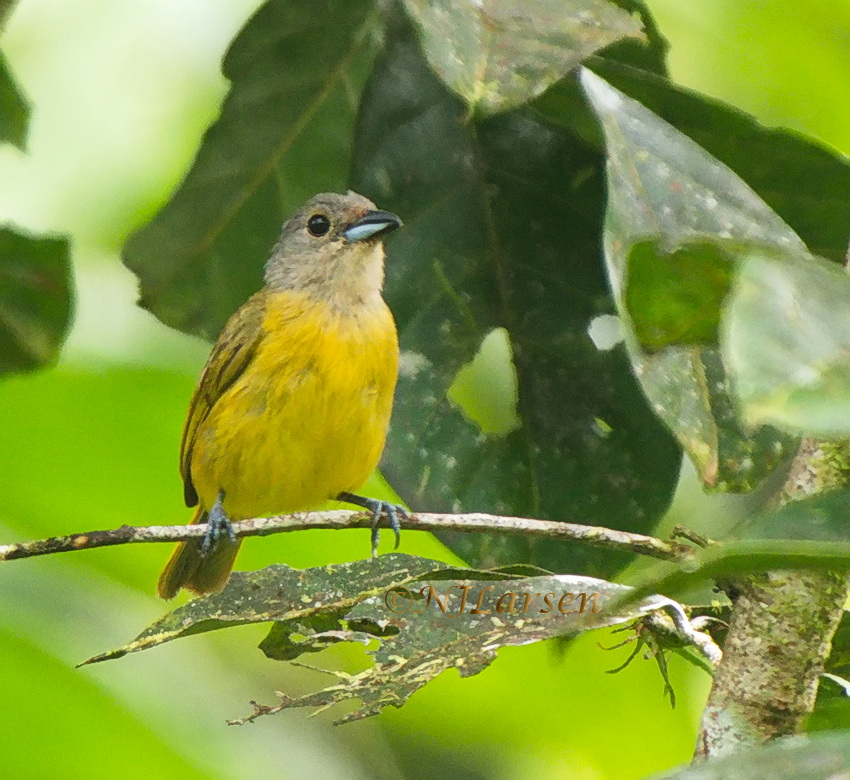 White-shouldered Tanager female