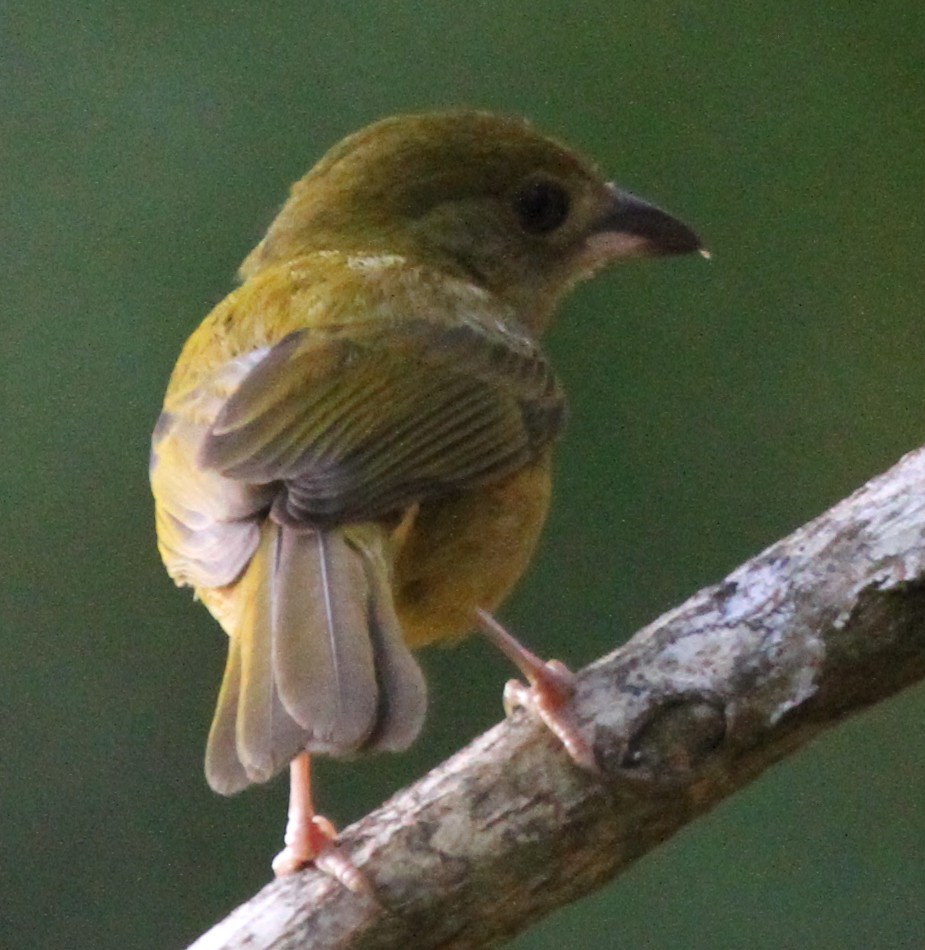 White-shouldered tanager