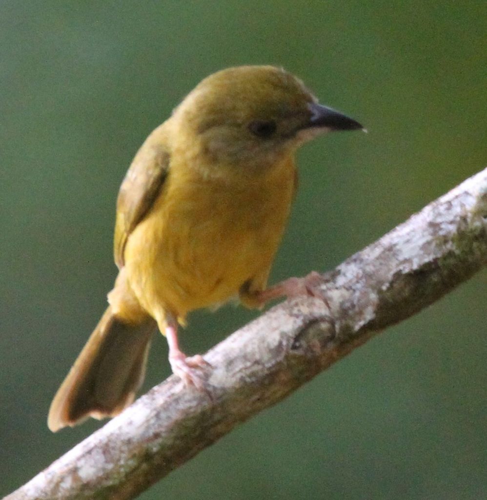 White-shouldered tanager