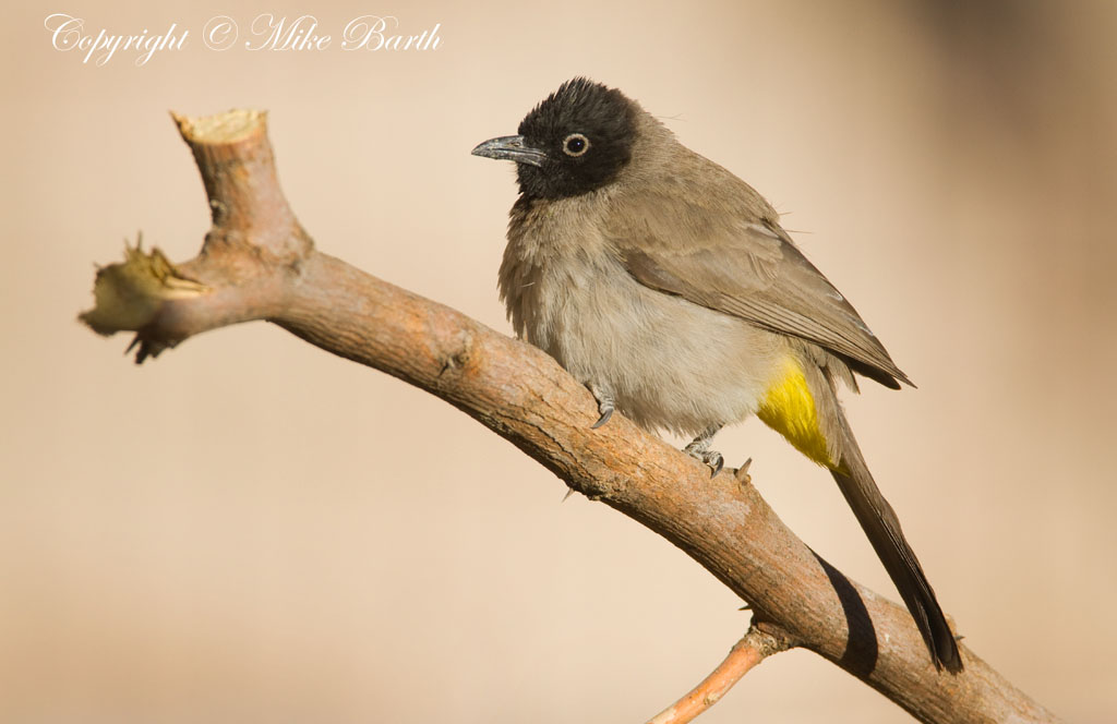 White-Spectacled Bulbul