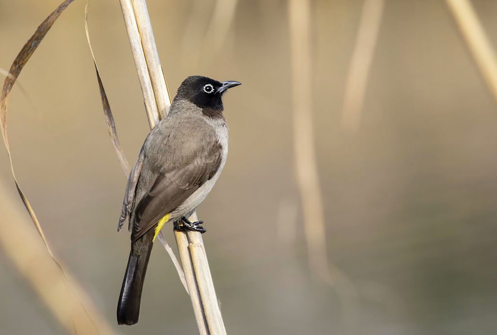 White-spectacled Bulbul