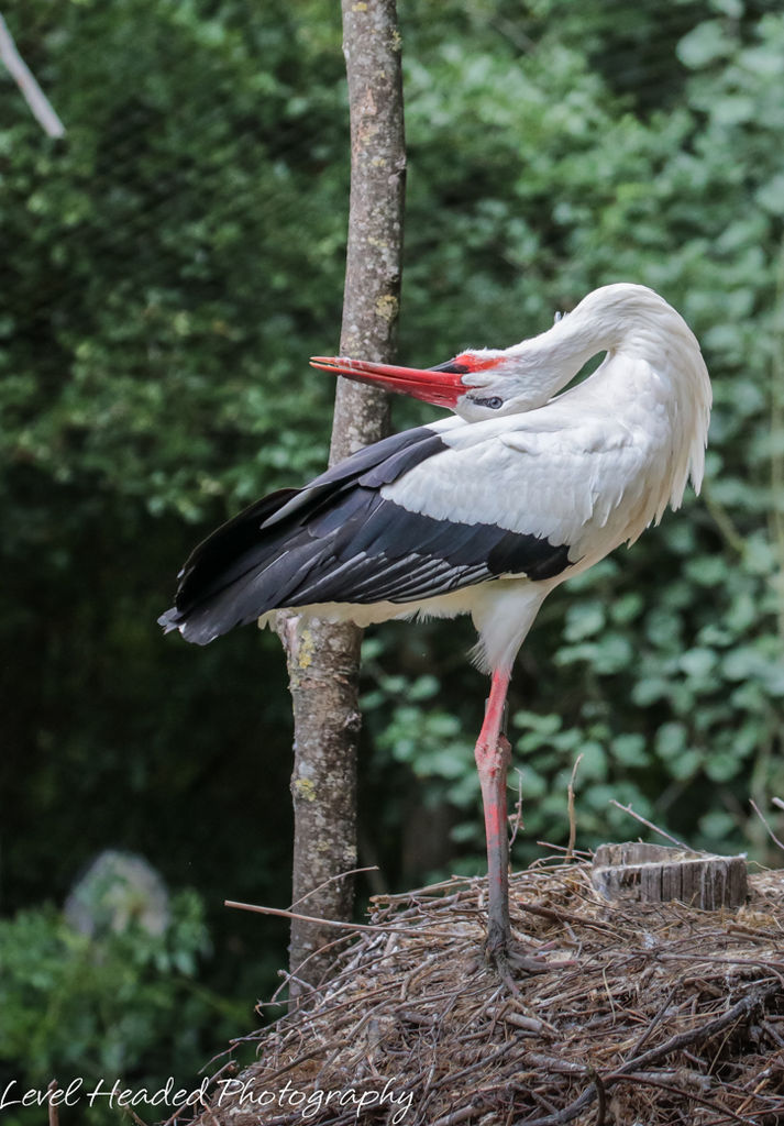 White Stork