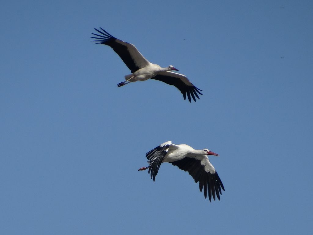 White Stork