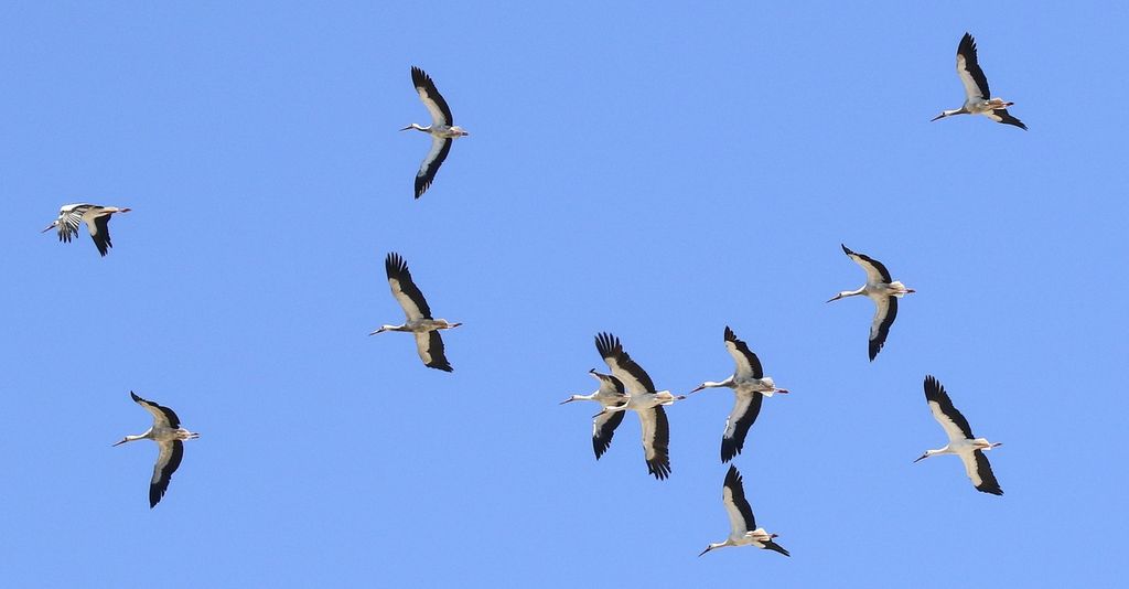 White Stork