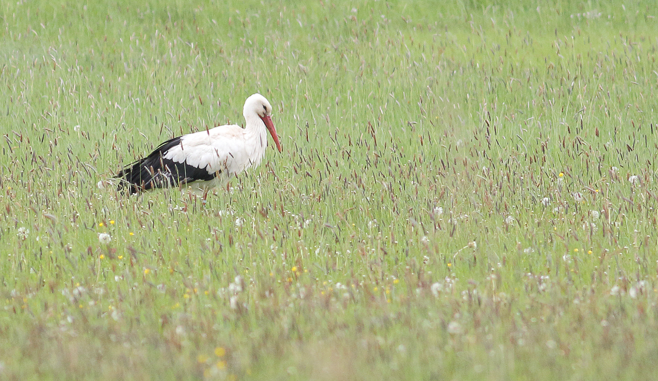 White stork...