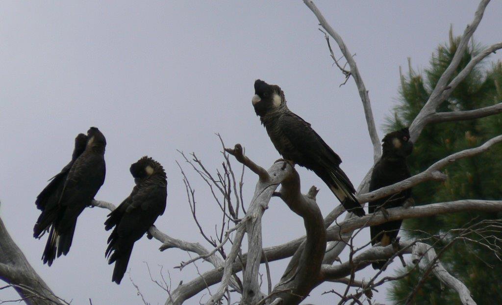 White-tailed Black Cockatoo