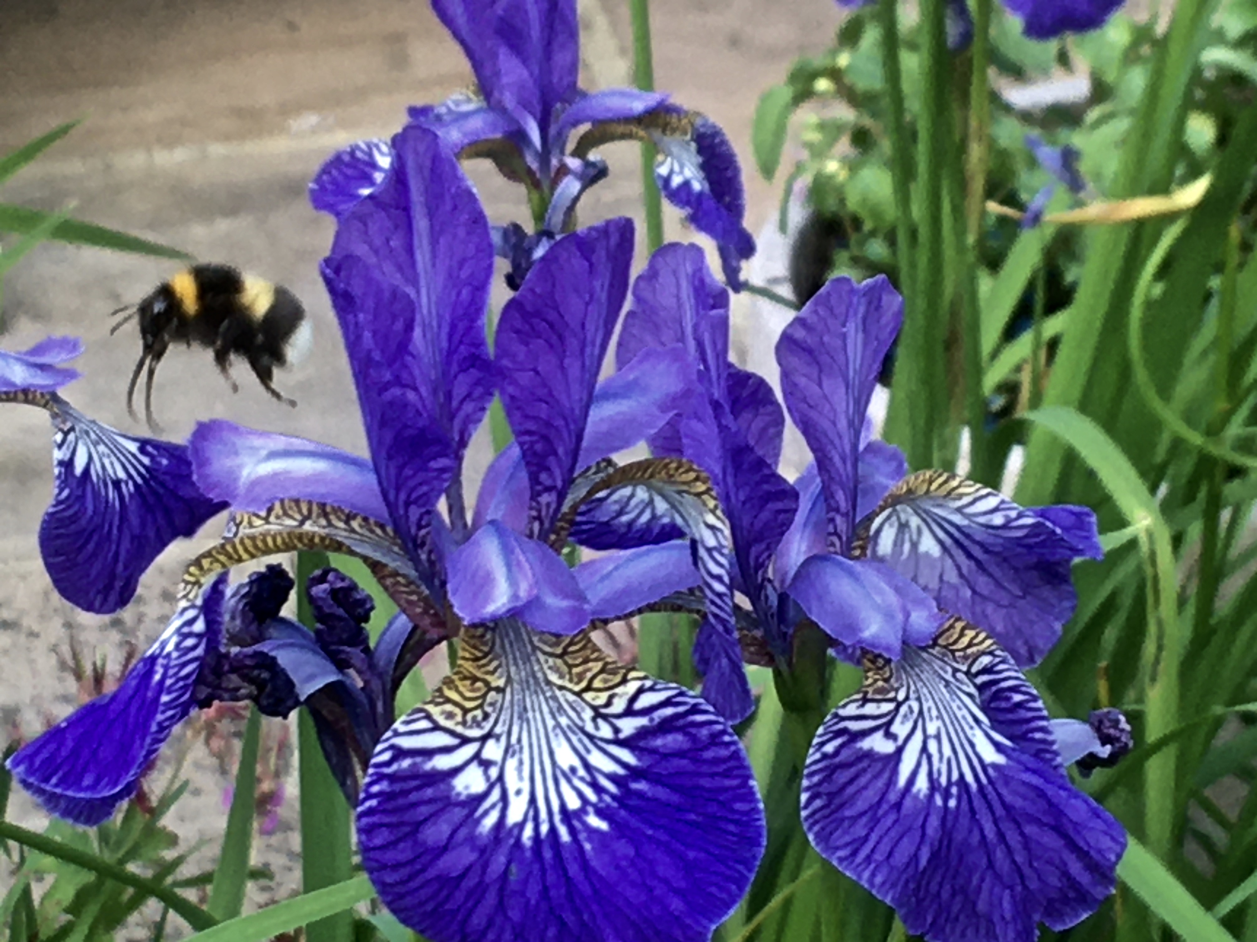 White tailed bumble bee