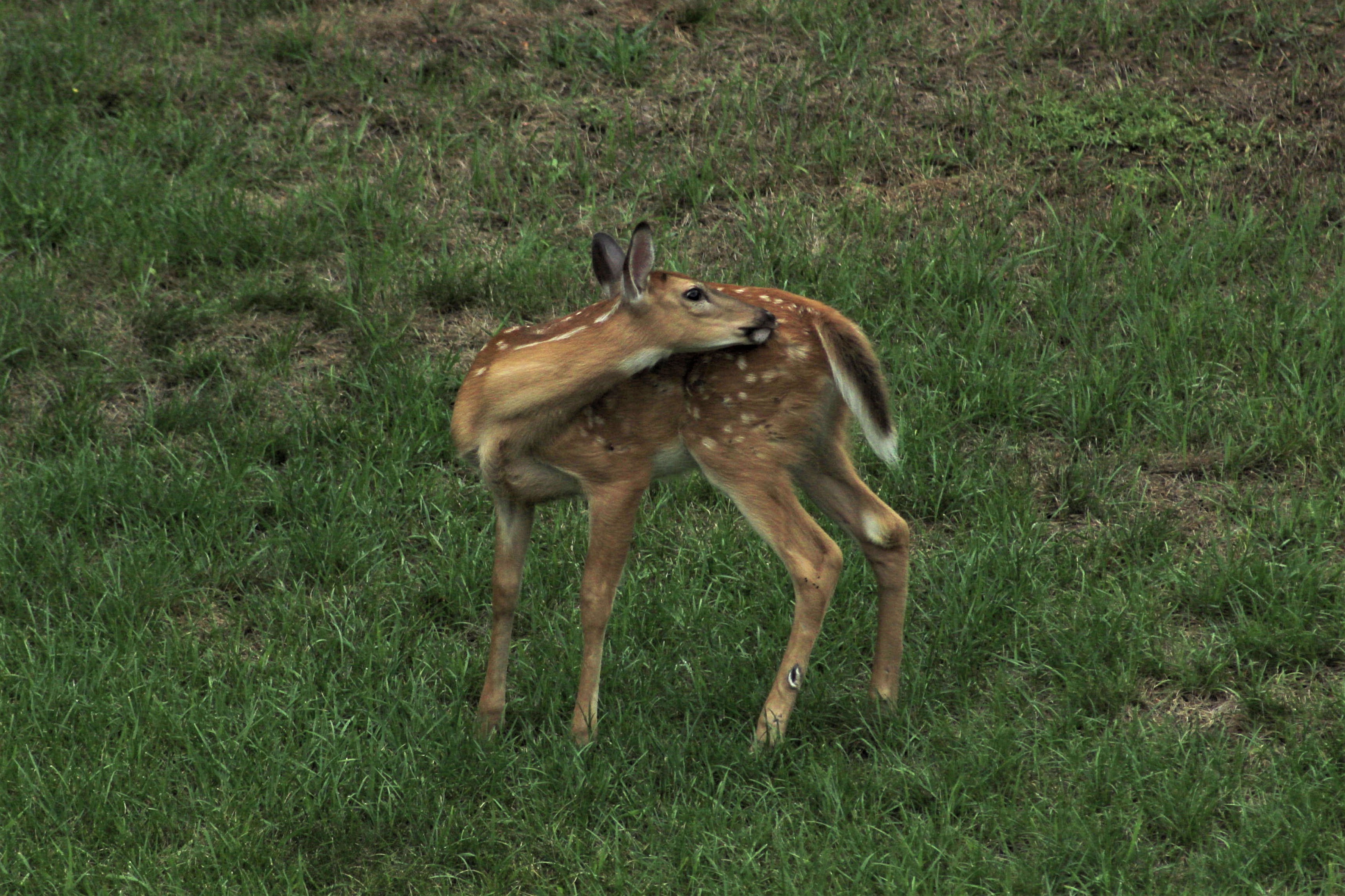 White-tailed deer - fawn-1