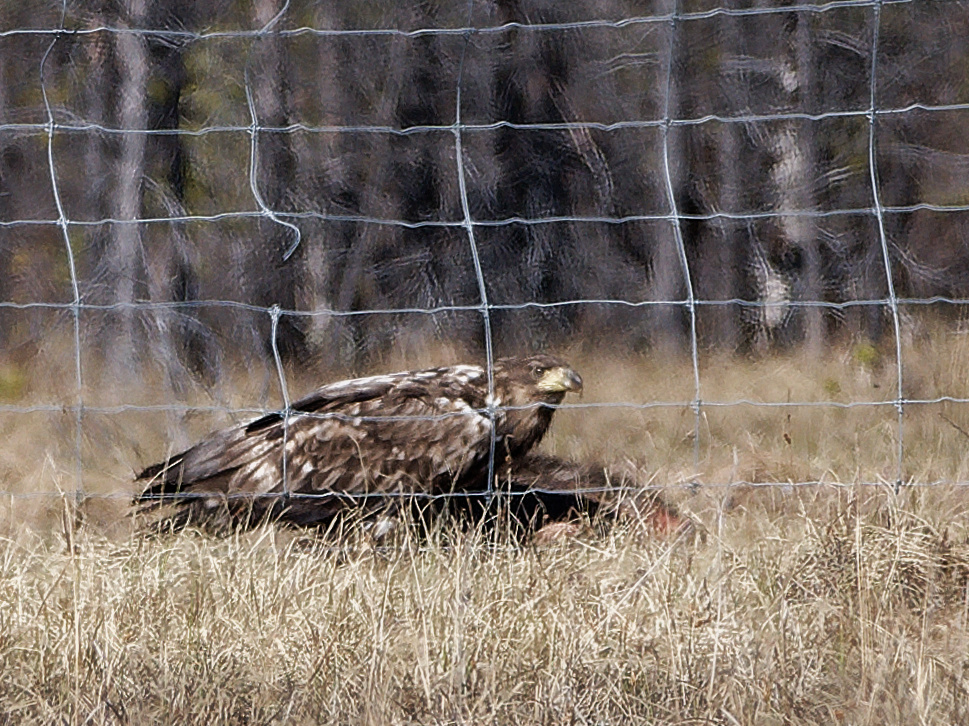 White-tailed eagle eating a carcass