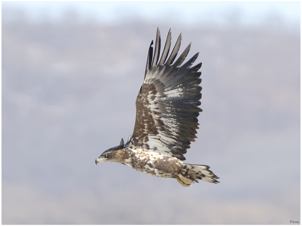 White-tailed Eagle in flight