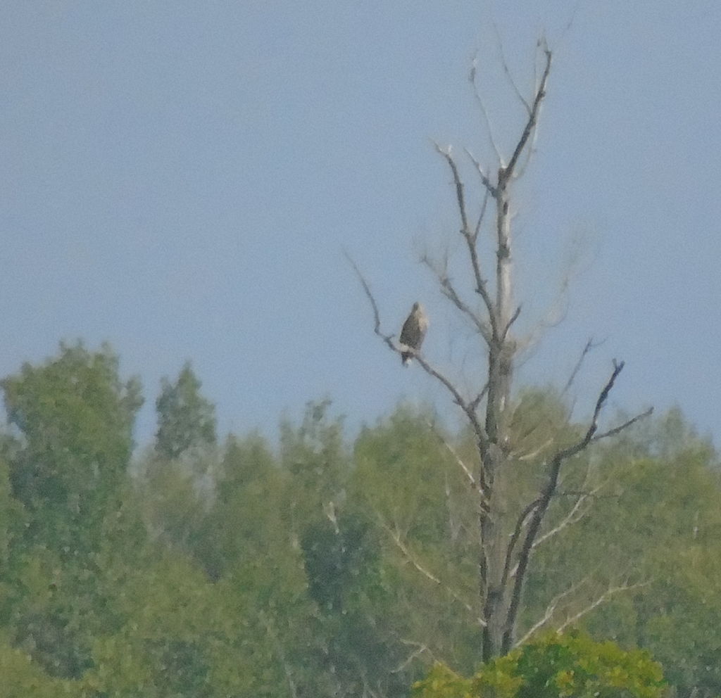 White-tailed eagle near Saratov