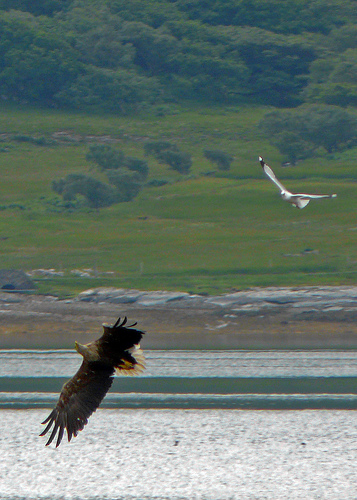 White Tailed Eagle