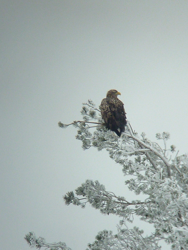 White-tailed Eagle