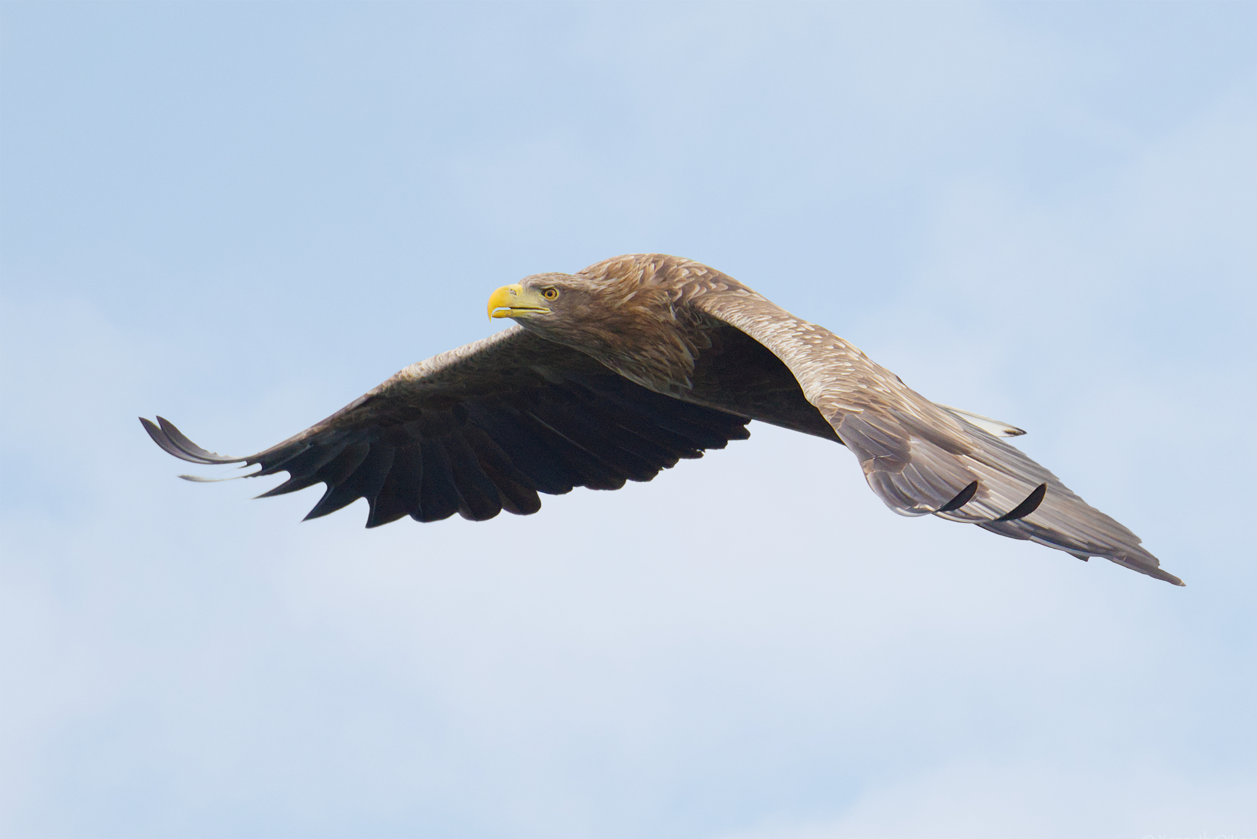 White-Tailed Eagle