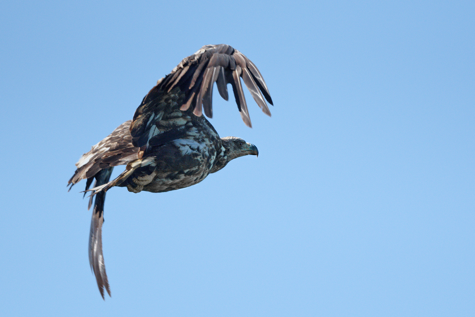 White-tailed eagle