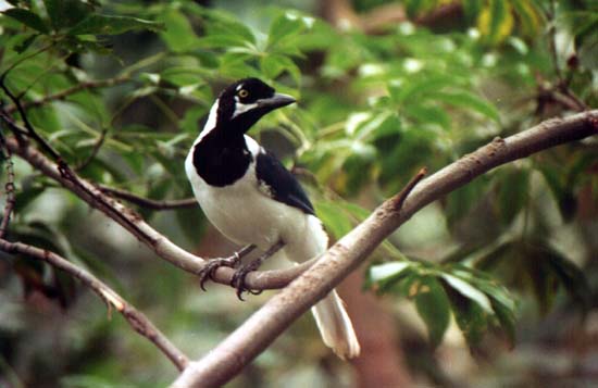 White-tailed Jay