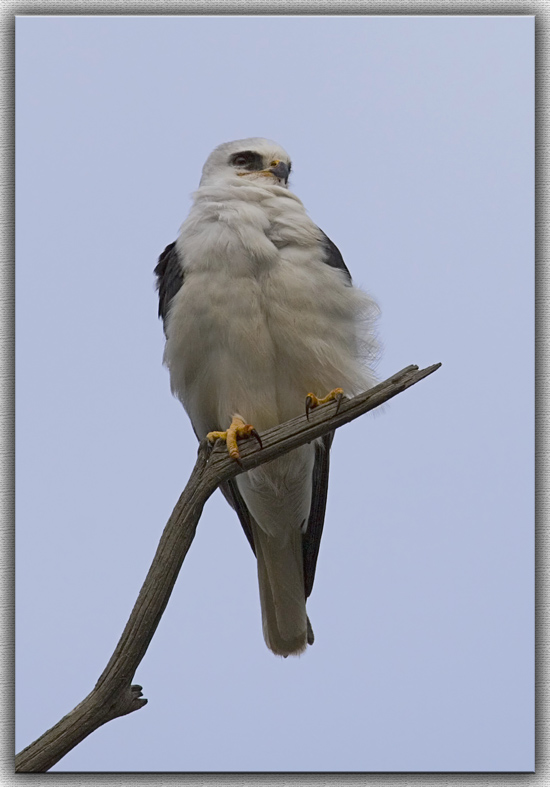 White-Tailed Kite