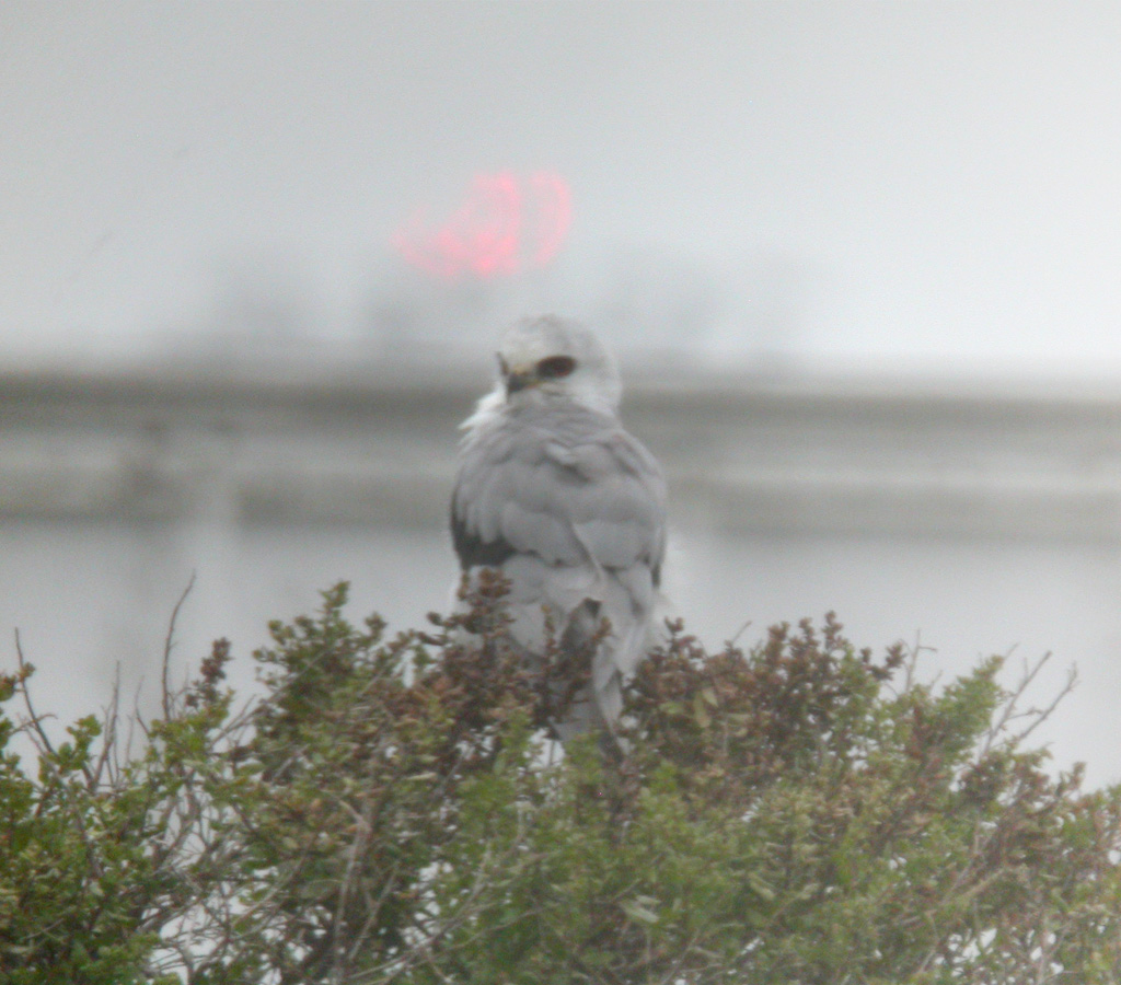 White-Tailed Kite