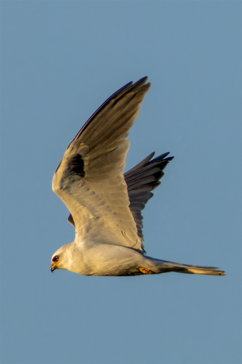 White Tailed Kite