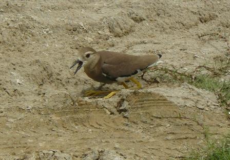 White Tailed Lapwing