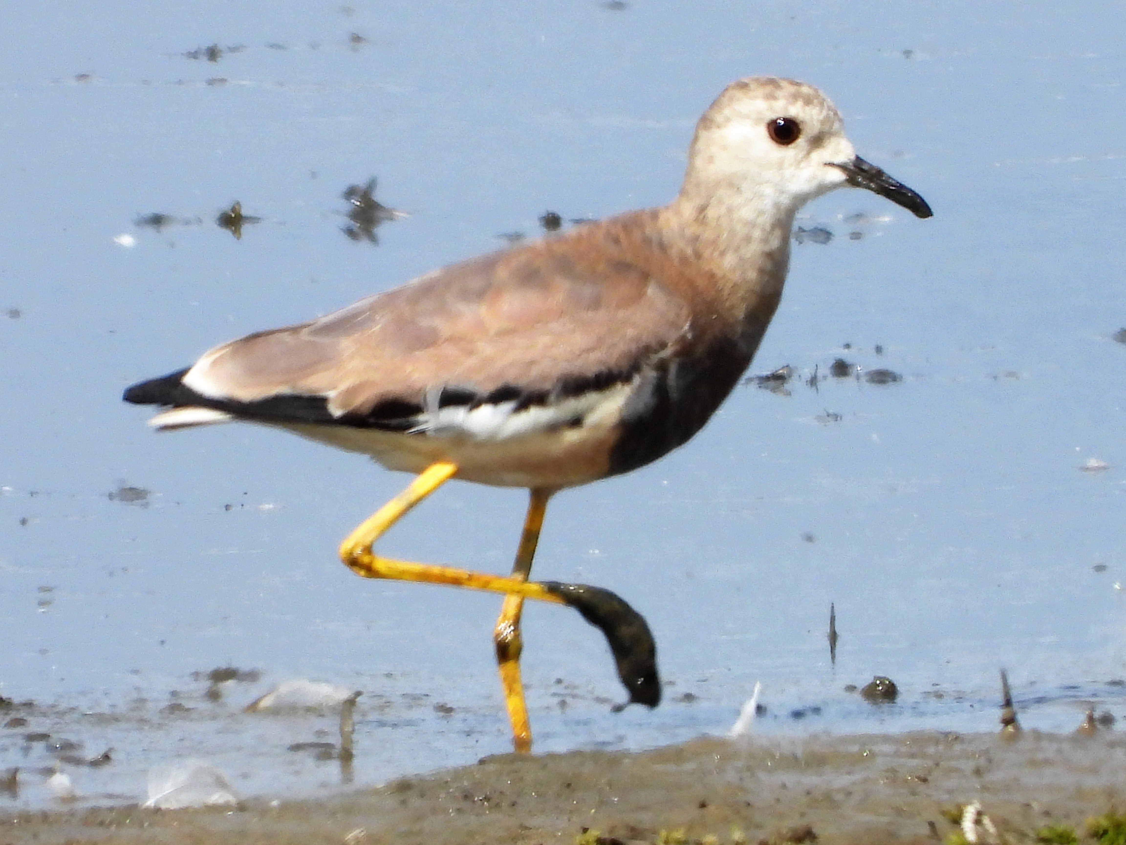 White-tailed lapwing