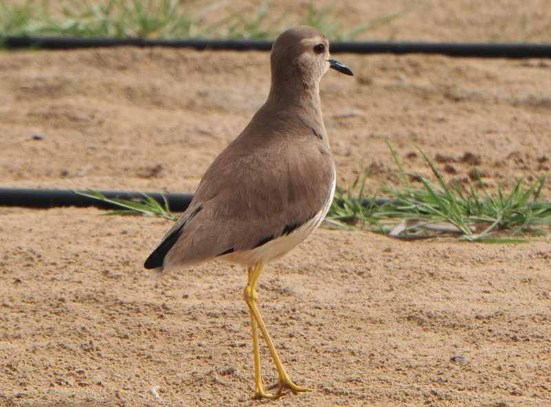 White-tailed Plover