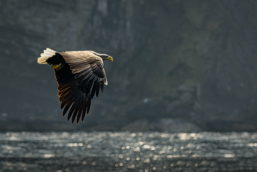 White Tailed Sea Eagle - Isle of Skye April 2015