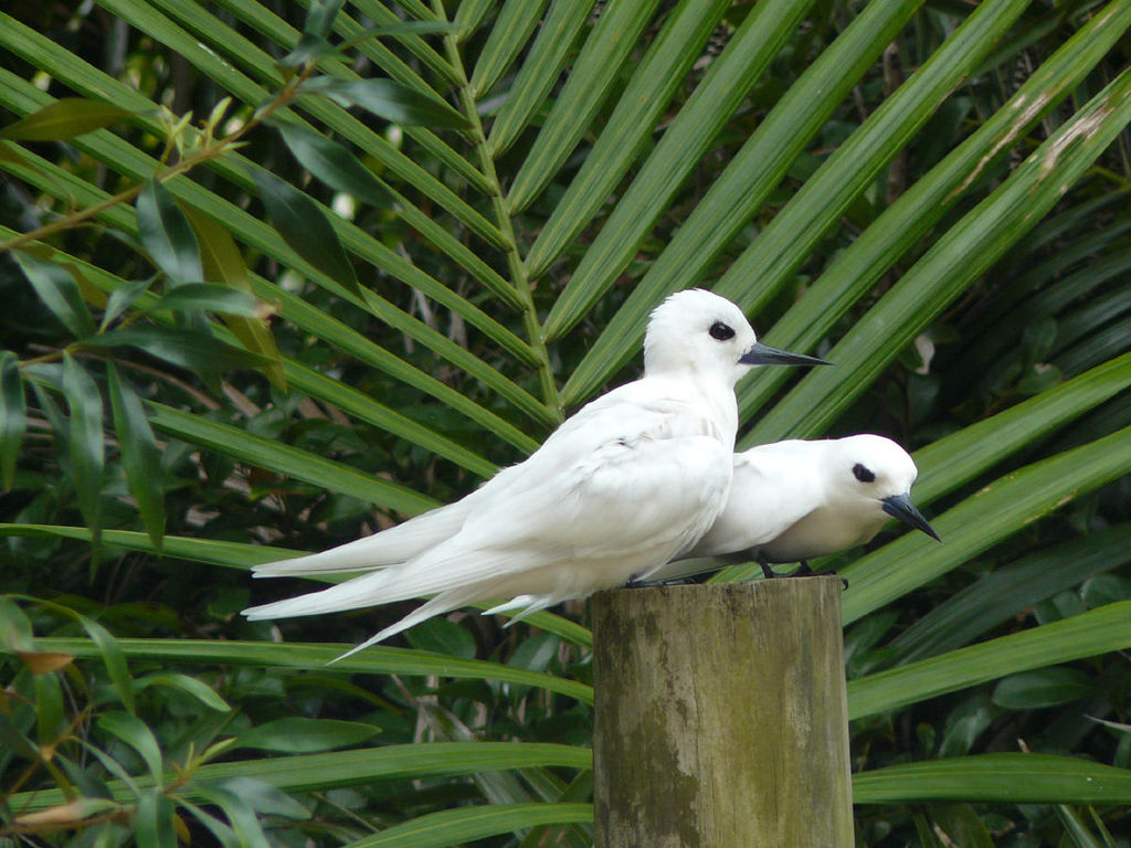 White terns after mating 1