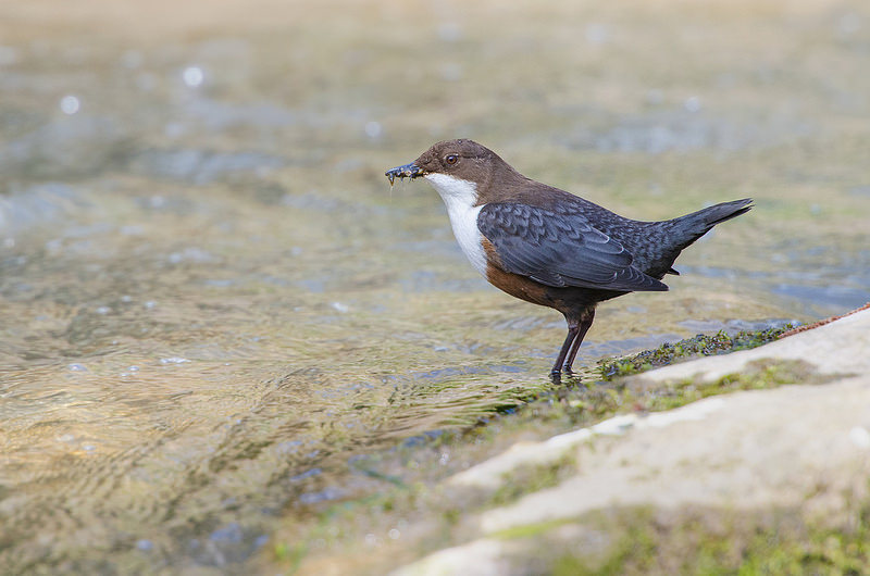 White-throated Dipper (Cinclus cinclus)