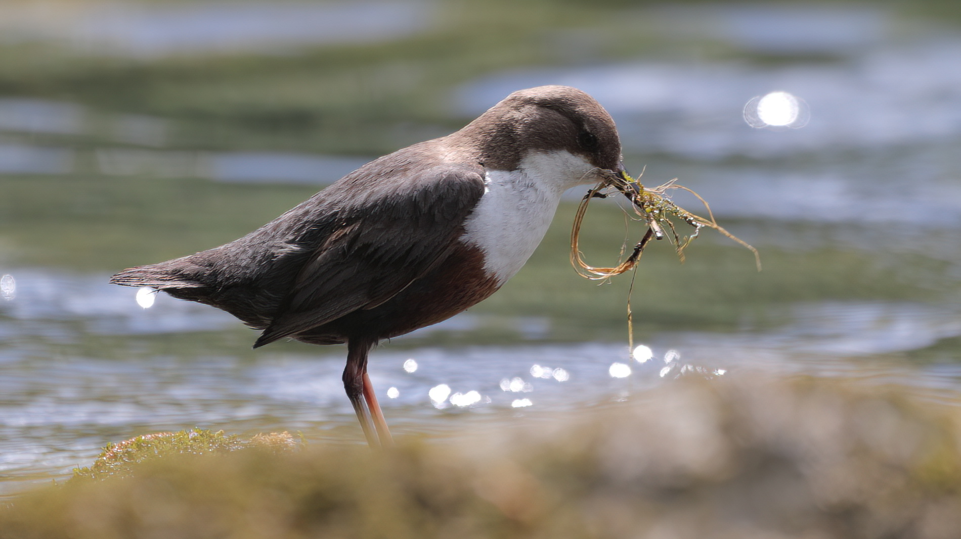 White-throated dipper