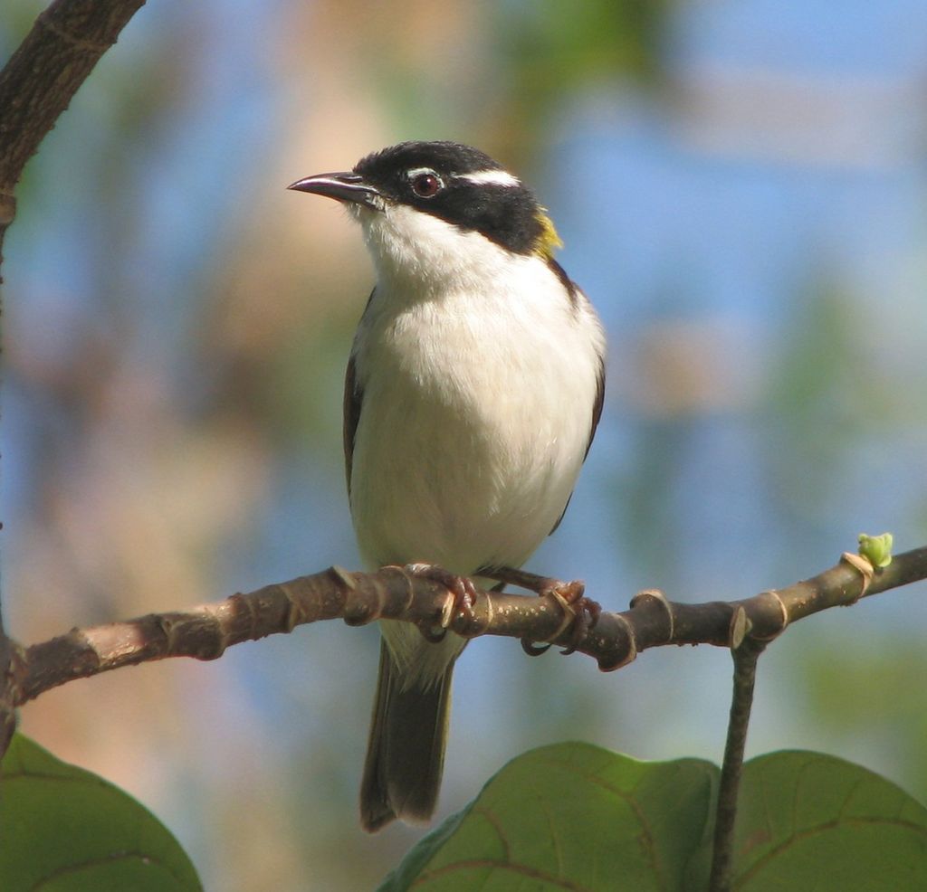 White-throated Honeyeater