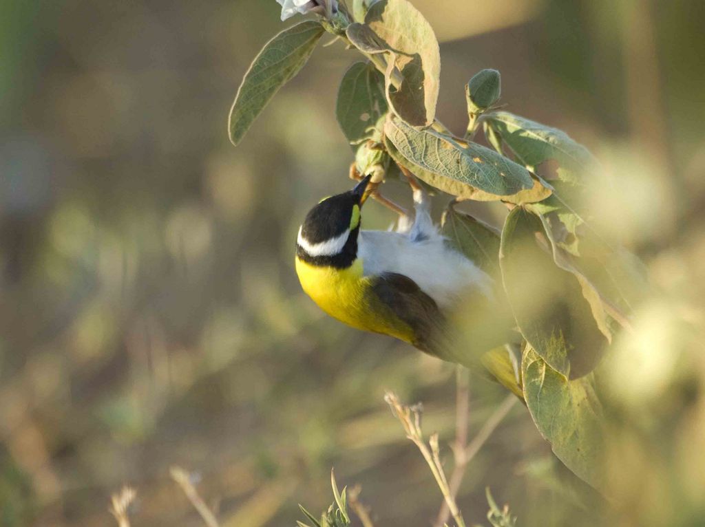 White-throated Honeyeater