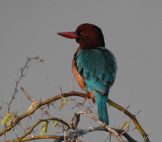 White-throated Kingfisher