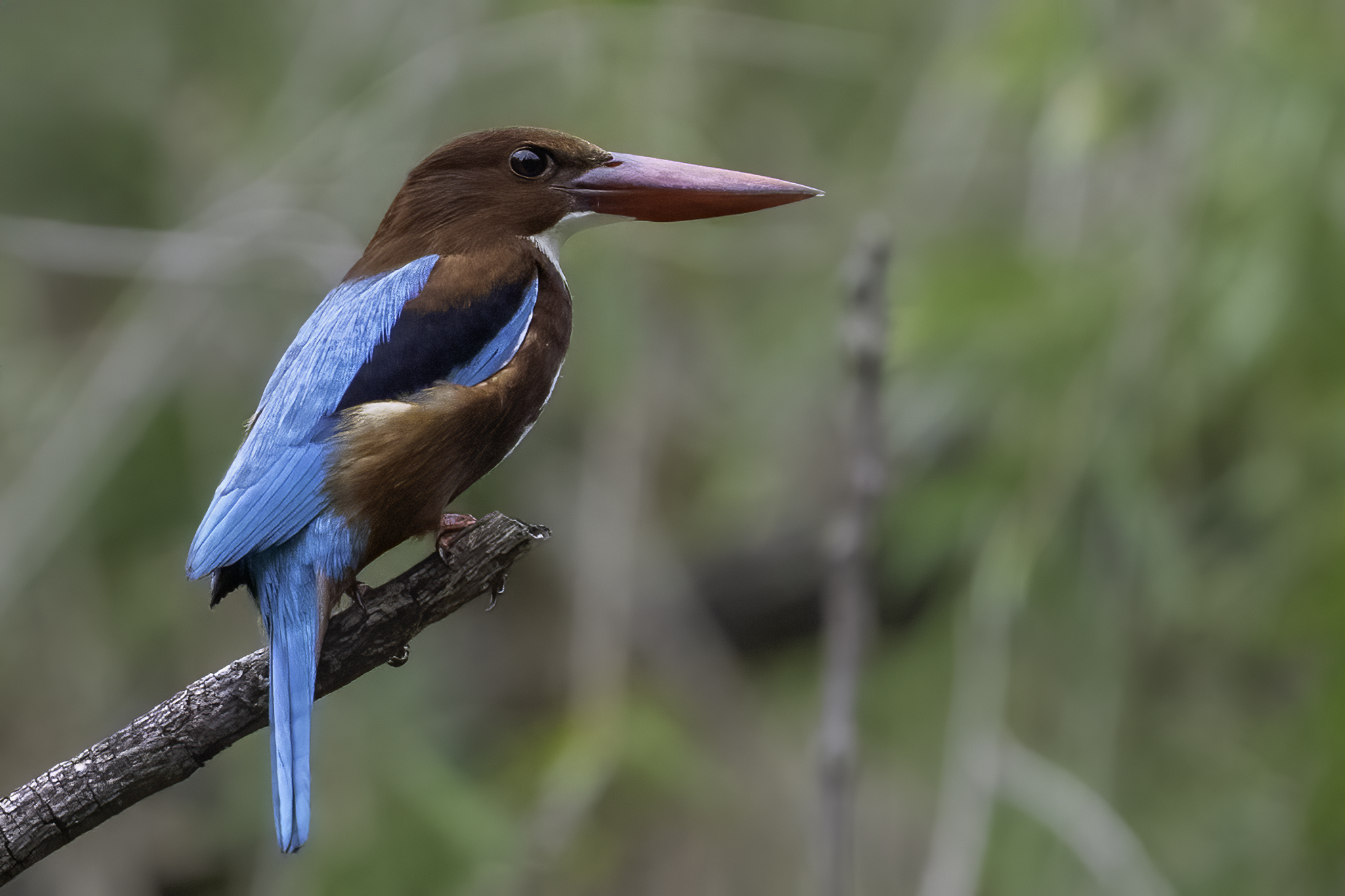 White Throated Kingfisher