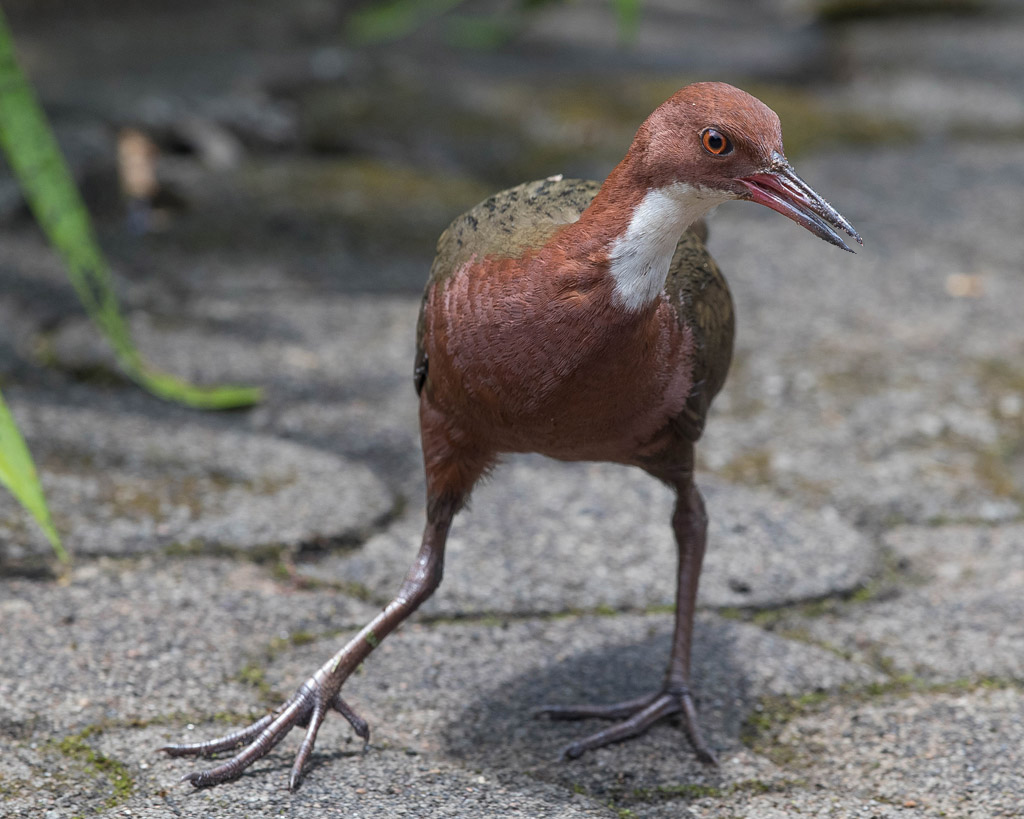 White-throated Rail