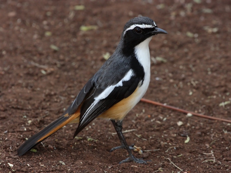 White-throated Robin-Chat