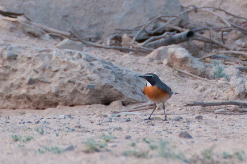 White-throated Robin