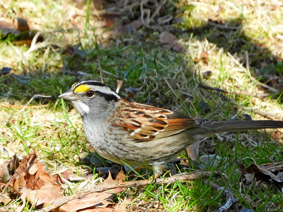 White Throated Sparrow