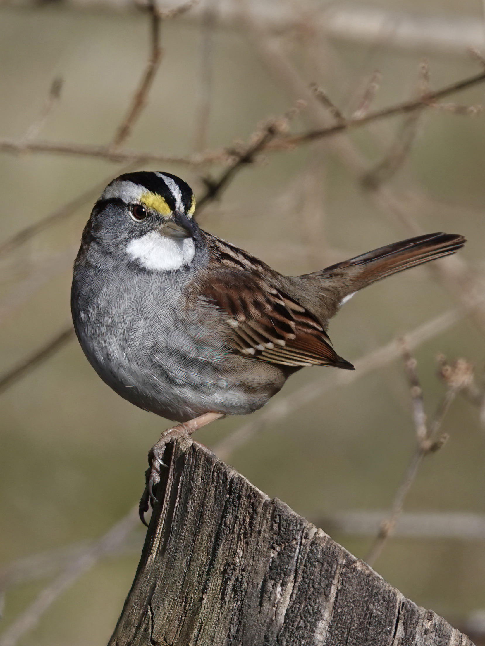 White throated Sparrow