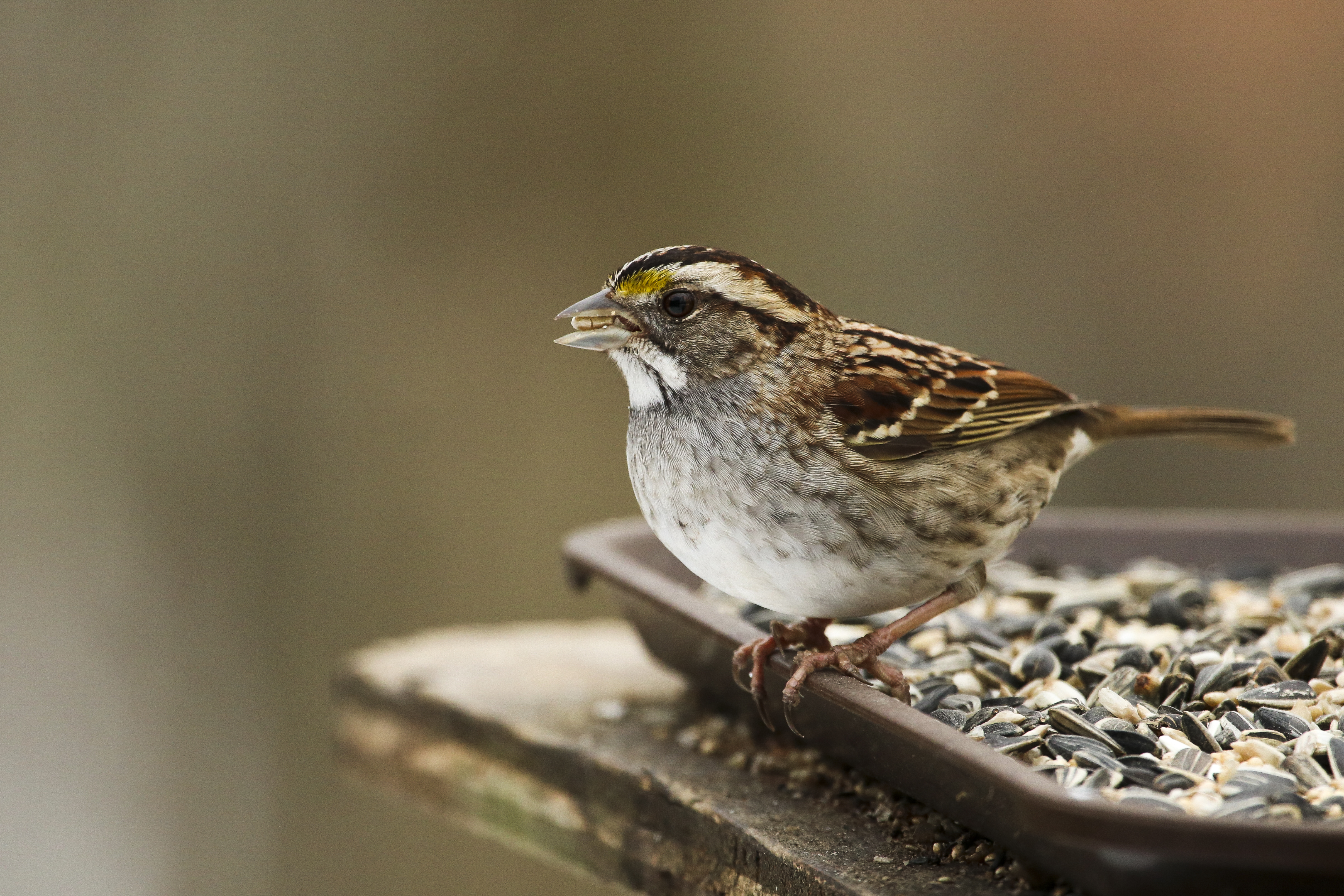 White-throated Sparrow